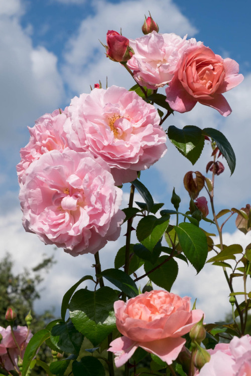 oldandenglishroses:  Strawberry Hill, English Rose