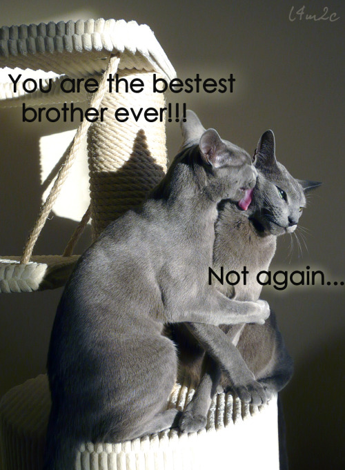 love4my2cats:Sis vs bro ;)