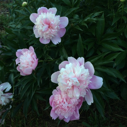 cloudygf:  my aunt grows such pretty flowers i want 2 live in one o: