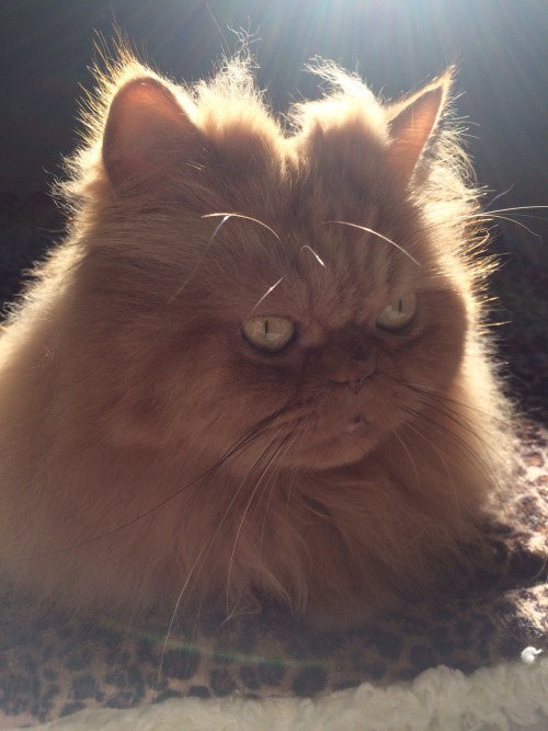 mel-cat:Hello, I am Mel, the boss of this blog, sunbathing on Caturday morning. Love you my follower