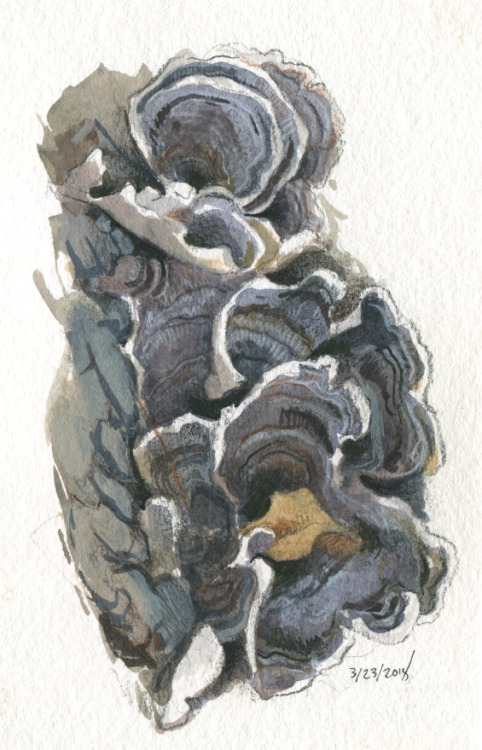 Fungi field studies, scanned this time. Each one is 4x6″ on watercolor paper, created with colored p