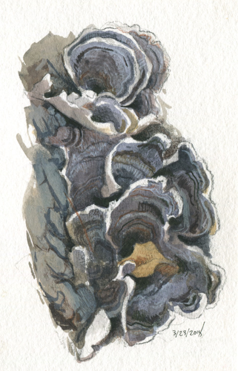 Fungi field studies, scanned this time. Each one is 4x6″ on watercolor paper, created with col