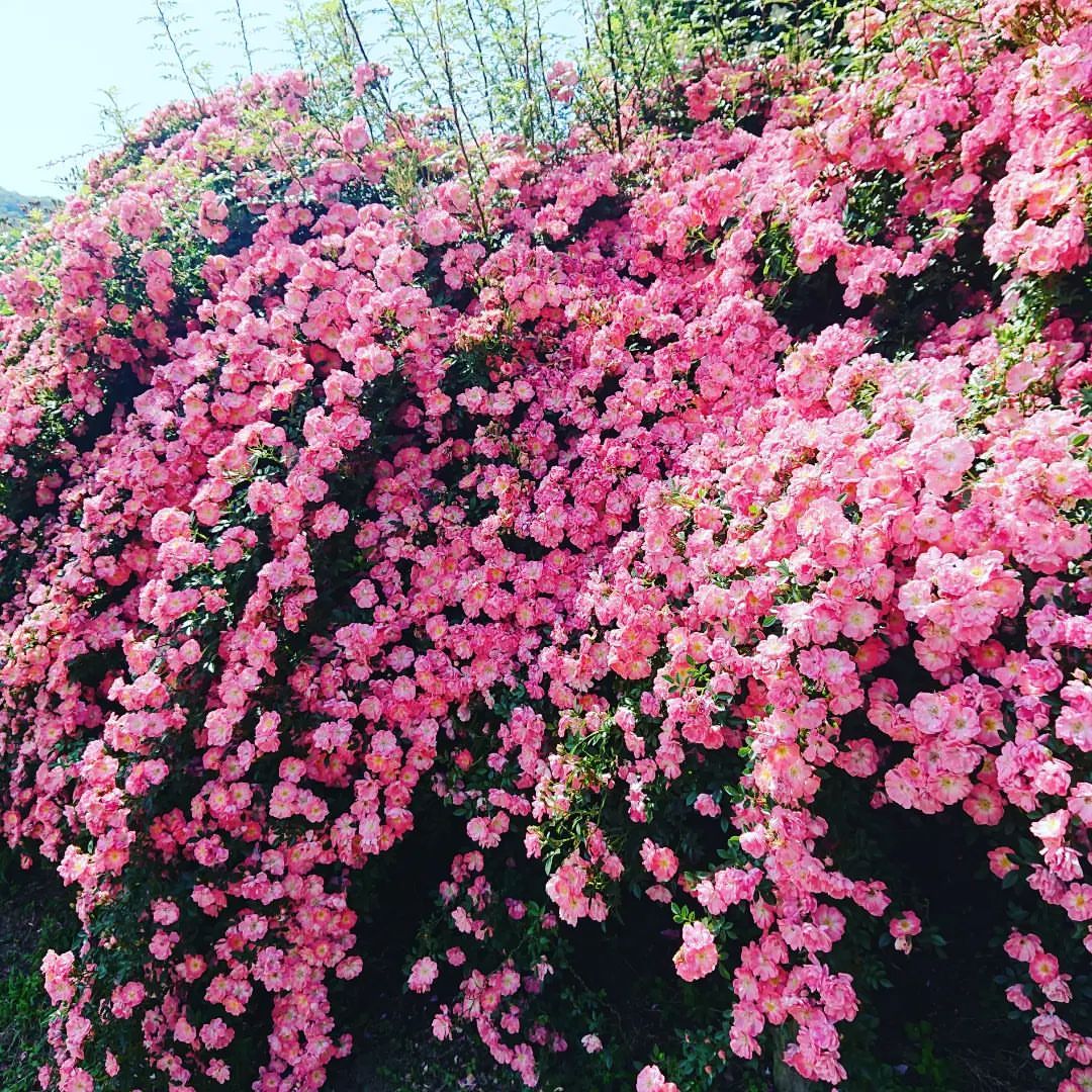 Whatever In North Japan 花巻温泉バラ園 バラが見頃 バラって色んな色 形があるんですね Whatever In North Japan 花巻温泉バラ園 バラが見頃 バラって色んな色 形があるんですね