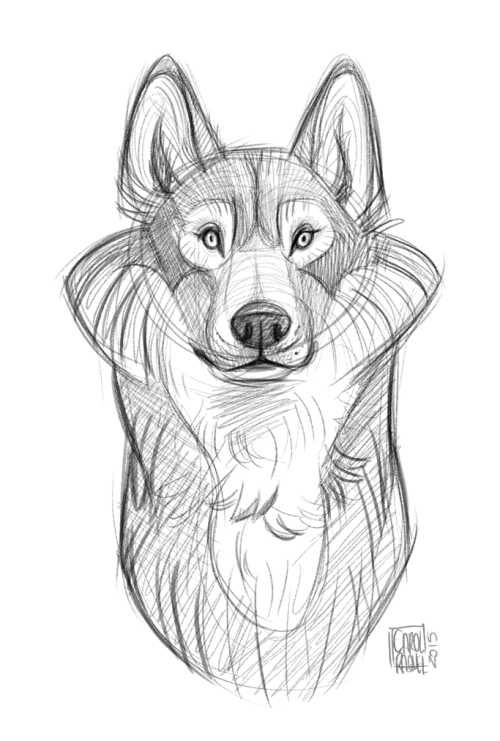 Wolf Sketch (1) by CarolineRaquel 