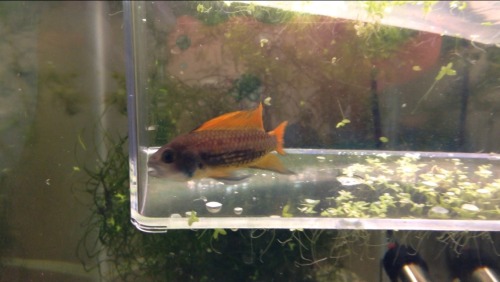 Apistogramma Cacatuoide Orange