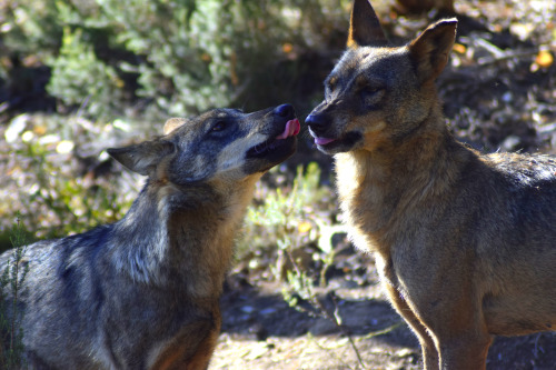 Pictures by Animal Record ®Iberian wolves (Canis lupus signatus).