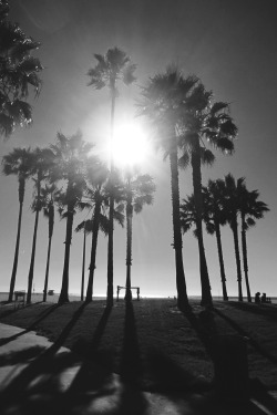 jessieofallseasons:  Venice Beach - CA