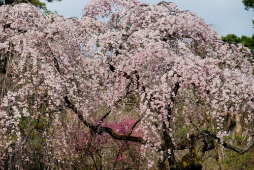 by  Nobuhiro Suhara