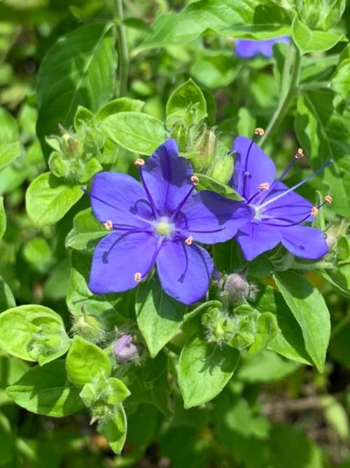 typhlonectes: Blue waterleaf, Hydrolea ovata, growing in a wetland in Conroe, Texas, USA photograph 