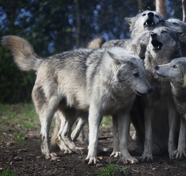 w-o-l-f&ndash;g-i-r-l:  Grey wolves by Gary Wilson แกรี่ วิลสัน