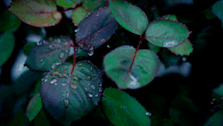 aurumnorthwood:  Leaves under the rain. 