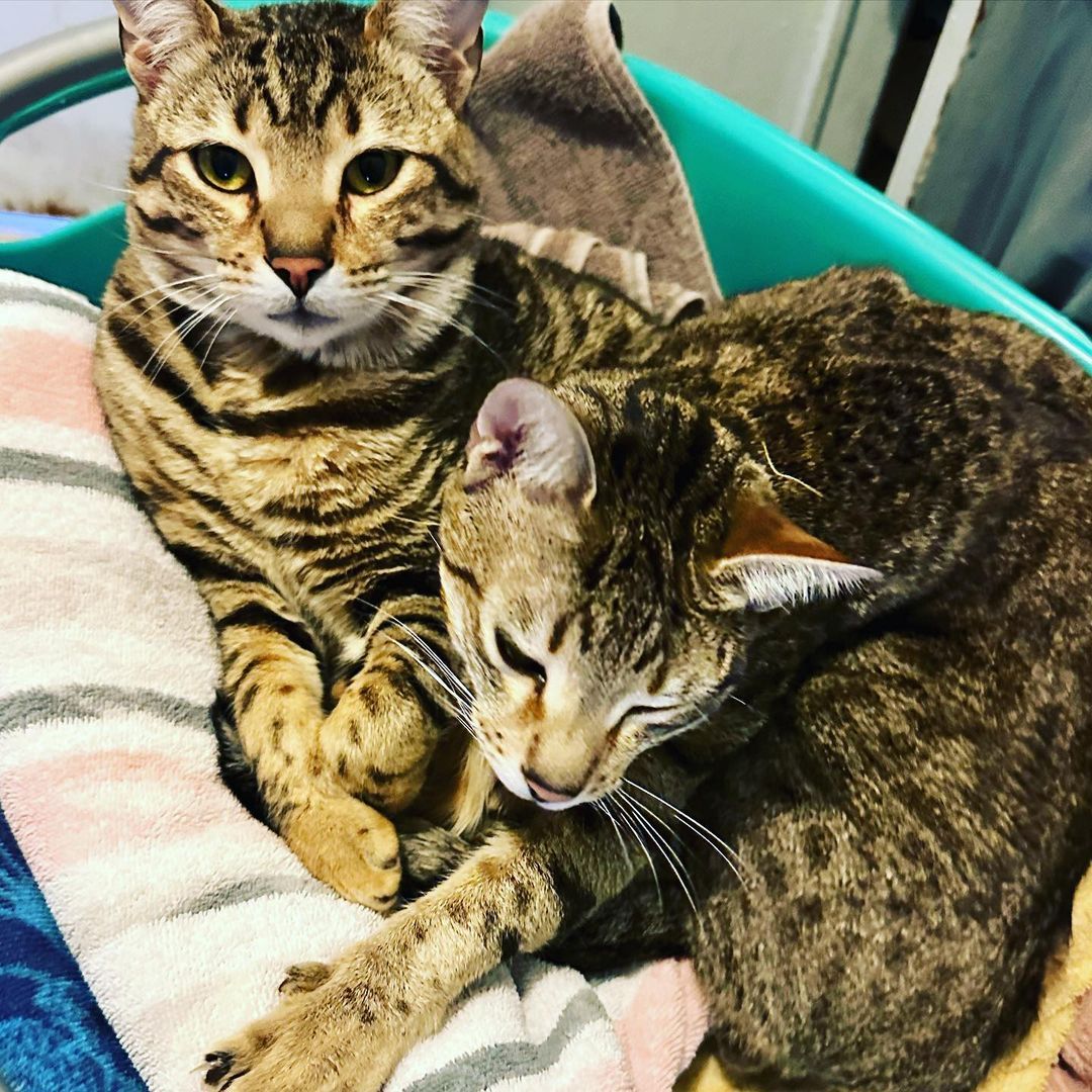 Oh were those clean towels? Our bad… #catlife #bengals #bengalcats #foldmytowels #ihatelaundry
https://www.instagram.com/p/CqIz1hZr4Um/?igshid=NGJjMDIxMWI=