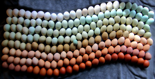 Eggs Of All Colors, From Pure-white To Dark-brown.