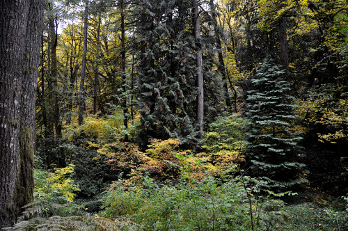 The Woods are aglow with Autumn