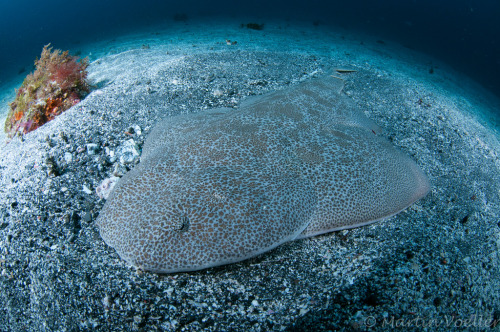 Japanese Angelshark, Squatina japonica Taken at Izu Oceanic Park by Martin Voeller on Flickr.