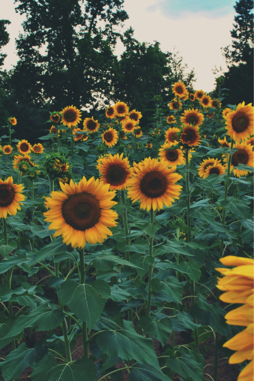 abundant life, constant song