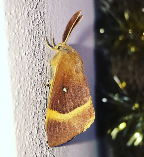 Falena notturna Falena#moth#farfallamotturna#Butterfly#nature#insetti#insects#