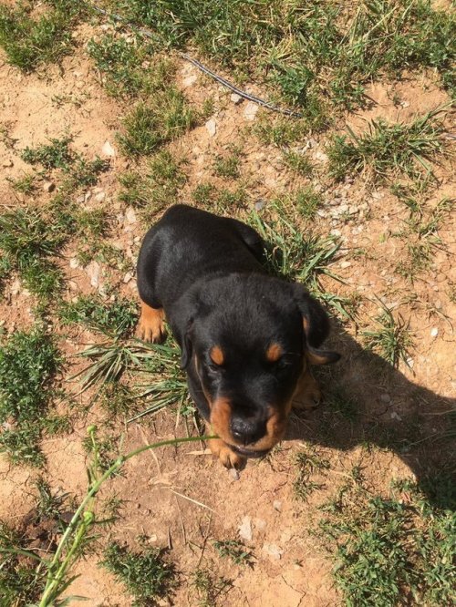 skypig357:  babyanimalgifs: pupper vs flower In life, always remember to take time to stop and eat t