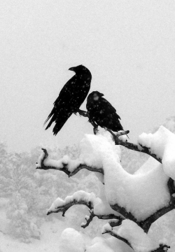 absinthius:  Ravens in Snow 