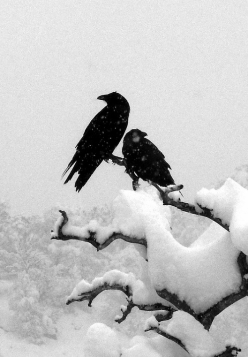 Porn photo absinthius:  Ravens in Snow 