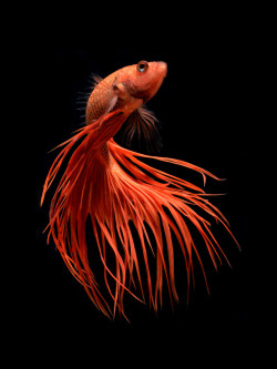 archiemcphee: Bangkok-based photographer Visarute Angkatavanich (previously featured here) continues to take breathtaking photos of Siamese fighting fish, also known as betta fish. His fascination with their splendid, flowing fins and brilliant coloring