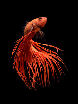 gobe:  via: Stunning New Portraits of Siamese Fighting Fish by Bangkok-based photographer Visarute Angkatavanich Limited edition prints of his work are now available through La Lanta Fine Art 