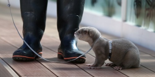 Haku, White River Otter Haku is a four-month old rare white river otter at the Sunshine City Aquariu