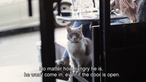 such-justice-wow: bigxanniee:  digitised-celluloid: Kedi. Dir. Ceyda Torun. 2016. I would die for this cat    Hes knocking! He’s polite!  