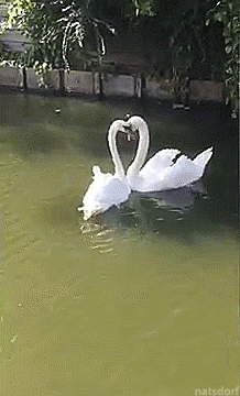 thenatsdorf:  Reunited swans embrace. [full video]