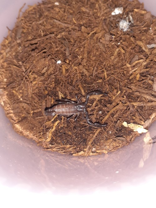 Baby Scorpions Photodump