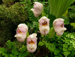 sixpenceee:  THE SWADDLED BABIES ORCHIDThe