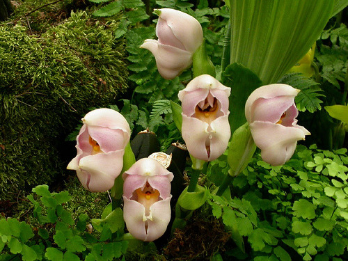 sixpenceee:  THE SWADDLED BABIES ORCHIDThe swaddled babies orchid - Anguloa uniflora is a stunningly beautiful terrestrial orchid from the Colombian Andes. It was discovered during a ten year expedition (1777 to 1788) to Peru and Chile by botanists Hipóli