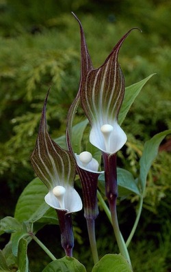 Arisaema sikokianum orchid