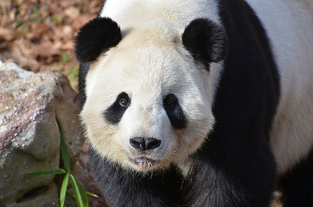 pandasneedourlove:  Tian Tian Has A Lovable Face by Dan Dan The Binary Man on Flickr.January
