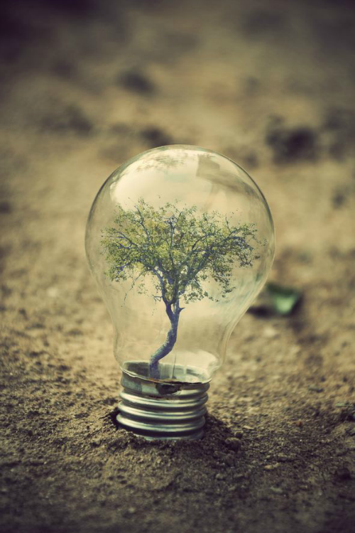 ilaurens:  flourished bulb - By: (Adrian Limani)