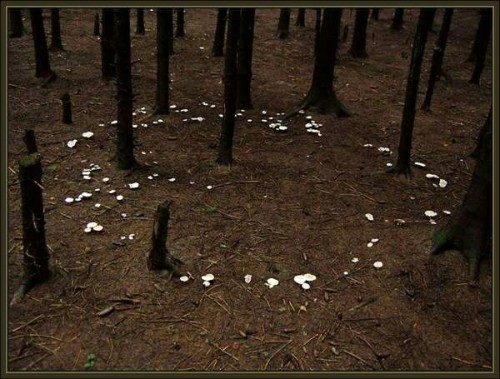 theweefreewomen:[ID: six photos of mushroom circles.]
