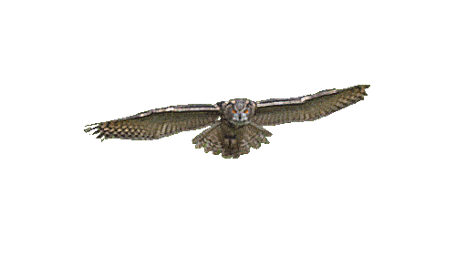 samanther:  a transparent owl coming at u 
