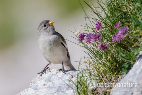 White-winged Snowfinch (Montifringilla nivalis) &gt;&gt;by Obiettivo Natura