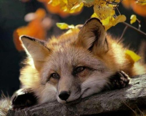 everythingfox:Autumn Fox