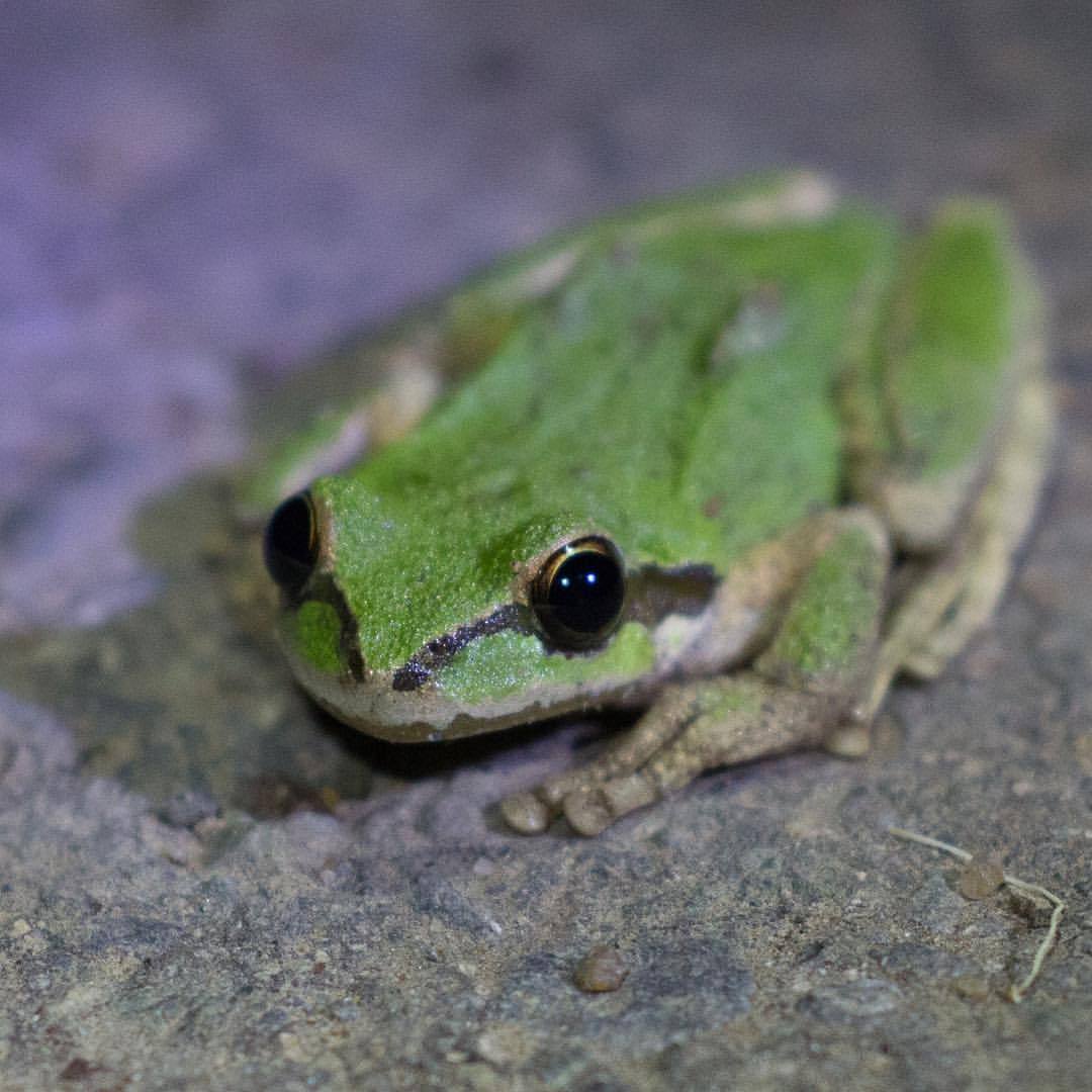 we-re-not-called-tree-frog-treks-for-nothing-learn-about-frogs-and