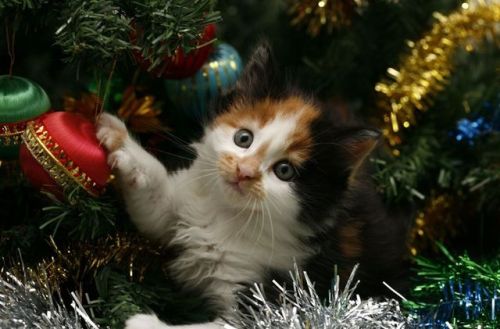 catsbeaversandducks:  “Wreck the tree and blame the doggie… Fa la la la la la la la laaaa!…” Photos via >^..^< in a Christmas Tree 