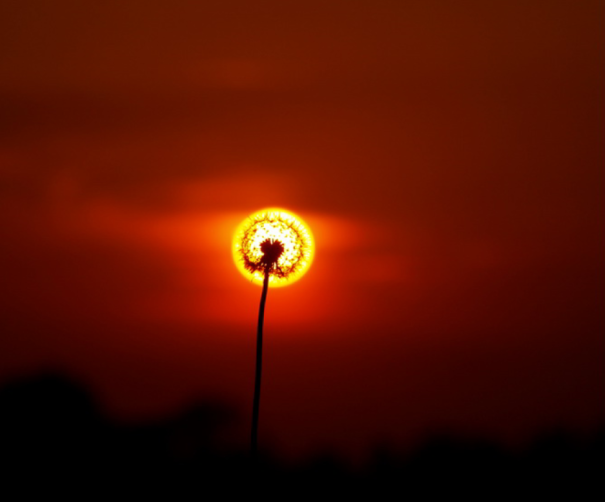 jedavu:  10 Photos Taken At Just The Right Moment