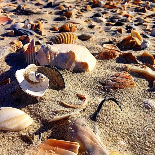 Winter on the beach is better than winter anywhere else, plus it’s the best time to comb for s