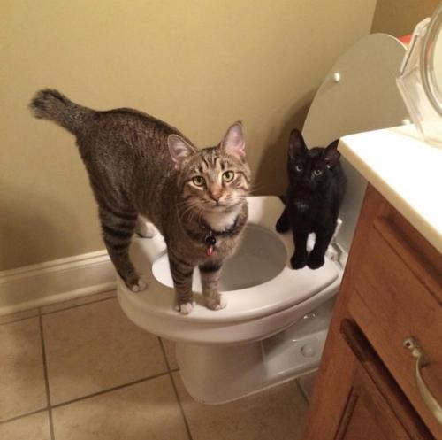 cuteness–overload:Walked in on big bro teaching lil bro about the human litter box.Source: bi