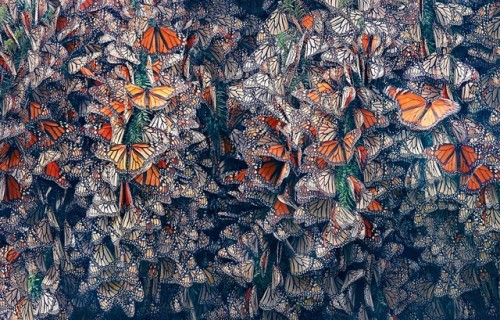 Tim Flach (British, b. 1958, London, England) - Monarch Butterflies Clustered. Scientific name: Dana