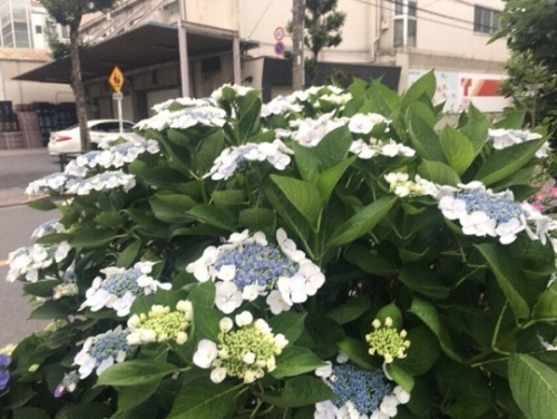 shoku-and-awe: I appreciate the hydrangea in June, because they’re beautiful and also because 