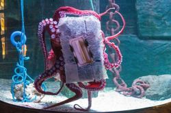 omny87:  shugarskull:  thelibrarianpax:  blewuptheship:  Tank maintenance getting you down? Teach your fish to clean up after themselves. Jock the octopus, a star attraction at Scotland’s Loch Lomond Aquarium has learned to clean the glass on his own