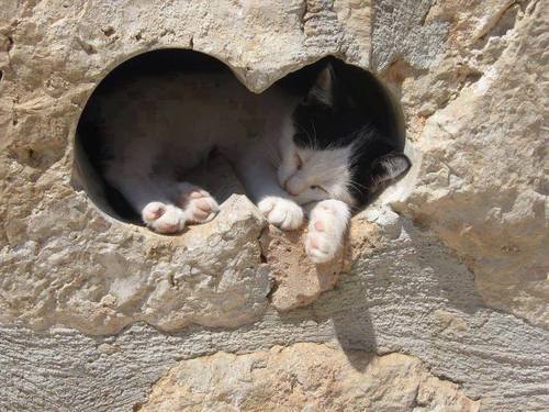 hungariansoul:  captainscoolcats:  there’s a place for everyone in this world…