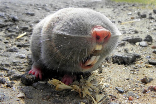 mgsotacon - the lesser mole rat is an absolute fucking unit