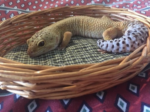 nobiagari:gave my sweet boy a bed